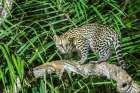Brazil-Pantanal Ocelot on tree branch Art Print